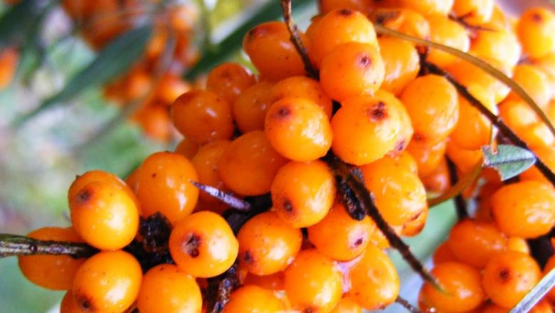 Cătina: Elixirul Naturii pentru Sănătate – 4 Tratamente Naturiste Eficiente