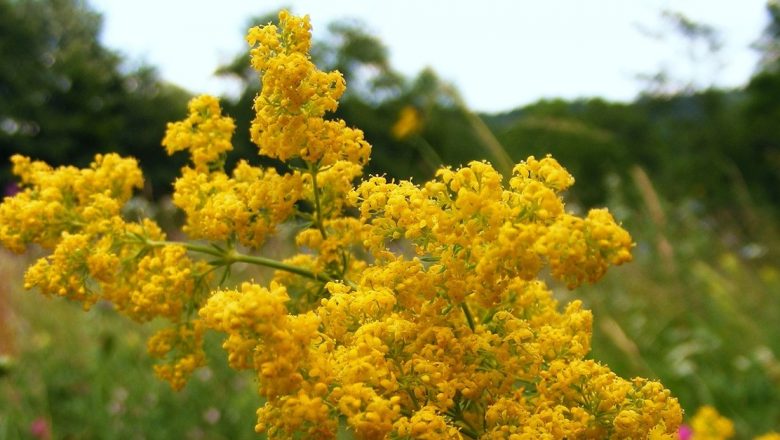 Sânzienele: Florile cu Puteri Terapeutice și Tradiții Străvechi