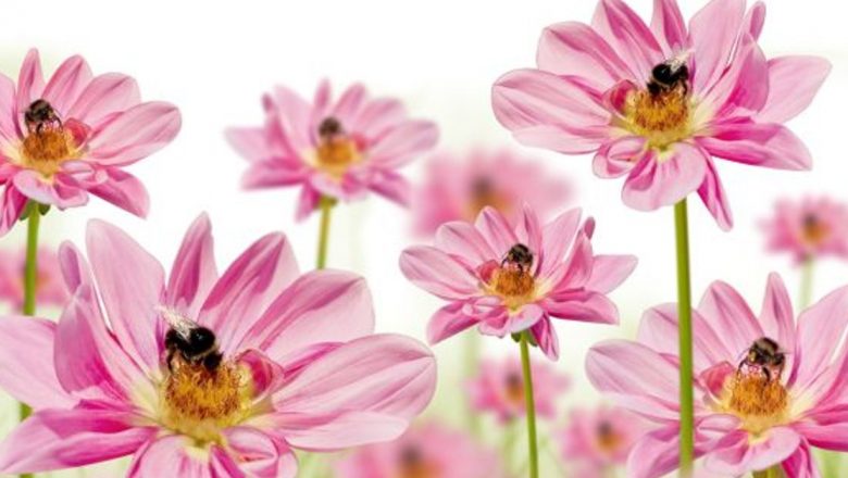 Remedii Naturiste pentru Întreținerea Sănătății după Înțepătura de Albină