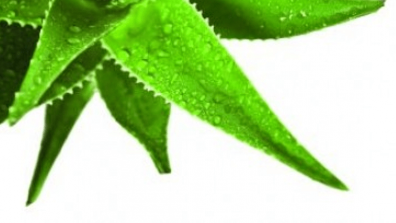 Aloe Vera: O Comoară a Naturii pentru Sănătatea Pielii și Nu Nu Numai