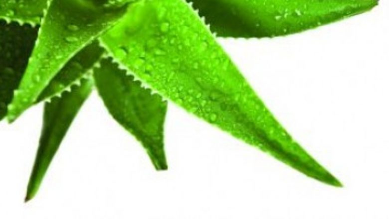 Aloe Vera: Un Remediu Natural cu Beneficii Remarcabile pentru Piele