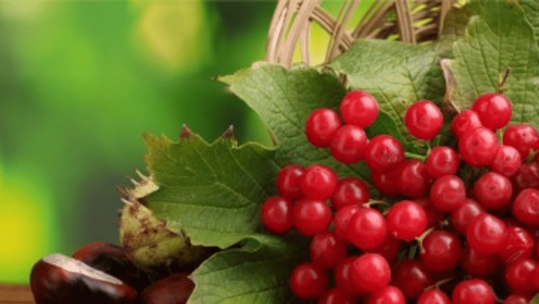 Fructele de merişor: Un potențial aliat în lupta împotriva cancerului de colon