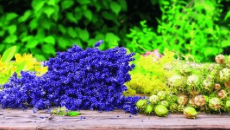 Farmacia Verde: Remedii Naturale pentru Răcorirea Pielii în Sezonul Estival