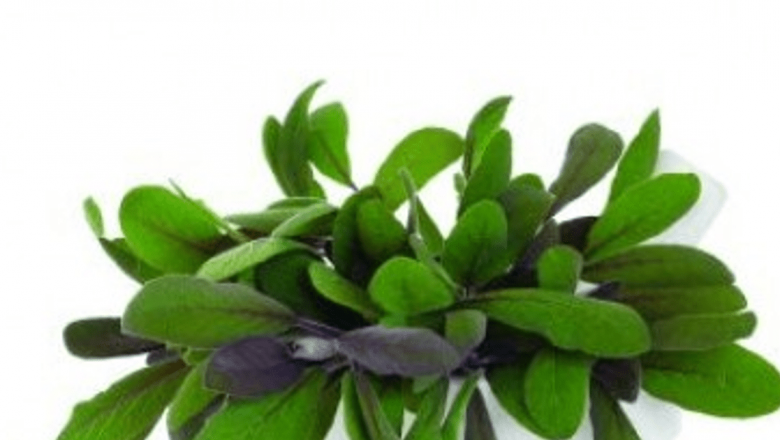 Salvia: O Plantă cu Proprietăți Remarcabile în Remediile Naturiste