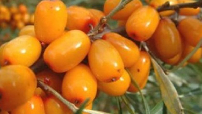 Cătina: Efectele Surprinzătoare ale Micilor Fructe în Tratamentele Naturiste