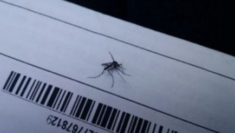 Îngrijorare în București: Al doilea caz de țânțar-tigru confirmat în sectorul 2