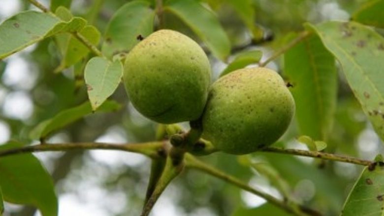 Nucile verzi: Superalimente cu beneficii remarcabile pentru sănătate
