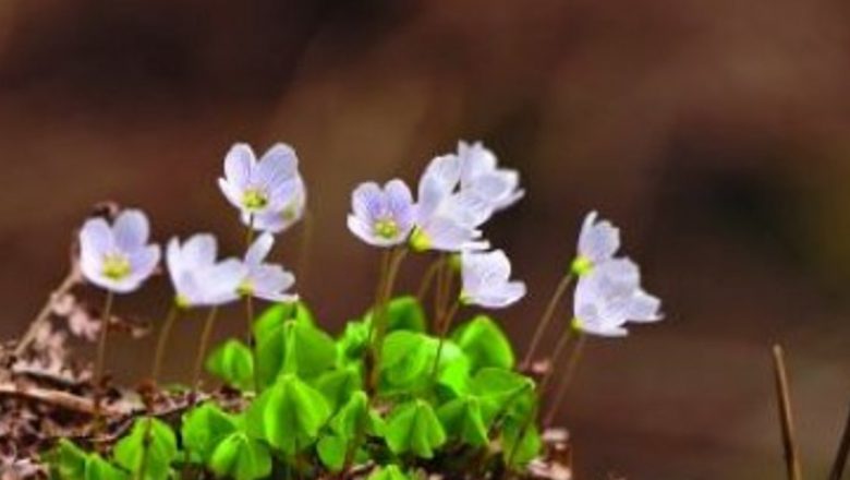 Intoxicația cu Metale Grele: Cauze, Simptome și Soluții Naturiste pentru Detoxificare