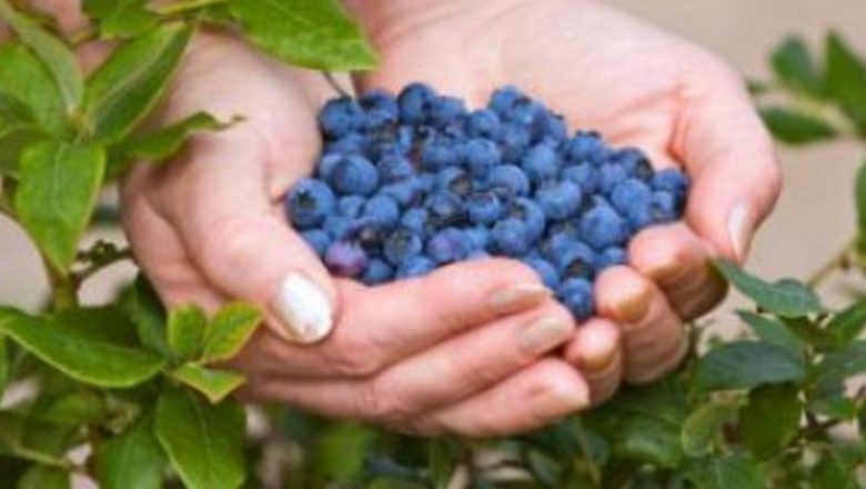 Beneficiile terapeutice ale ceaiurilor din fructe de pădure: O explorare profundă
