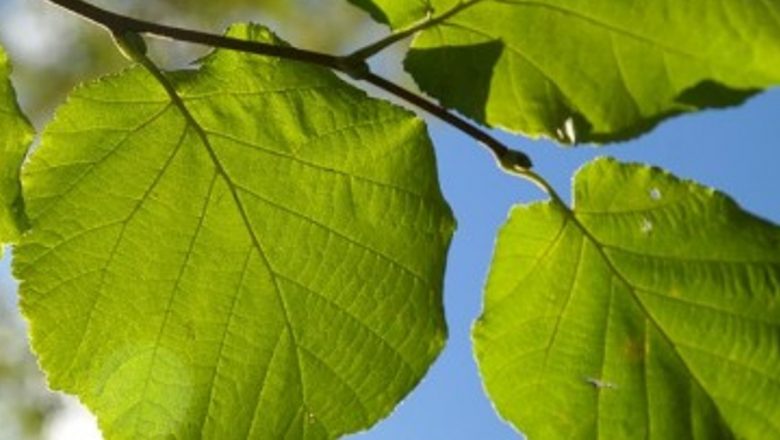 Frunzele de nuc: O comoară vegetală plină de substanțe benefice pentru sănătate