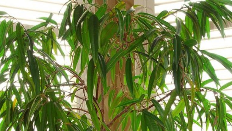 Plantele care purifică aerul: Cum să menții un mediu sănătos în locuința ta