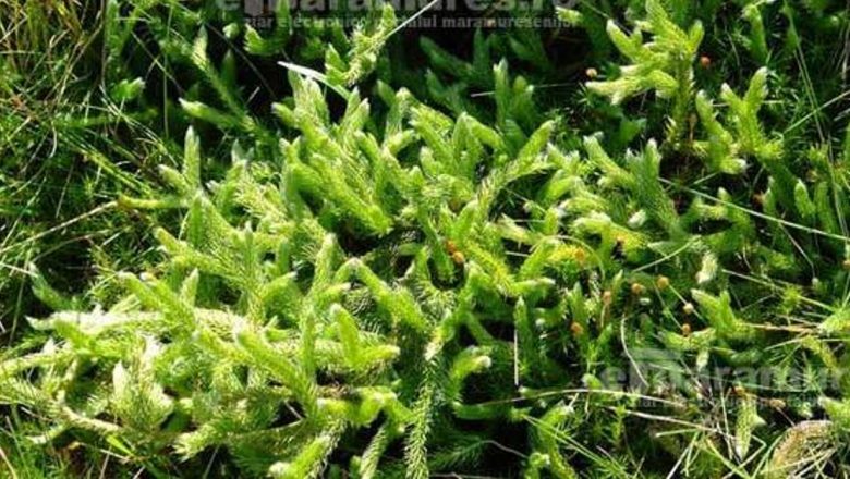Plantele medicinale ca aliat în lupta cu viciile: Pedicuţa, Sunătoarea și Salvia