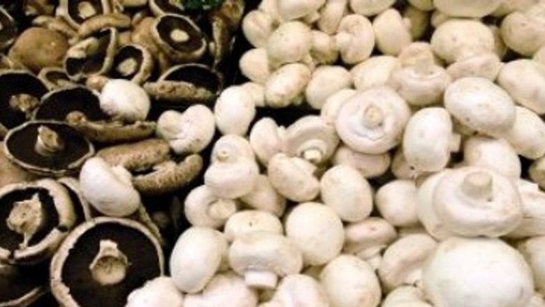 Ghid Complet pentru Alegerea și Păstrarea Ciupercilor: Sfaturi Esențiale pentru O Gastronomie Sănătoasă
