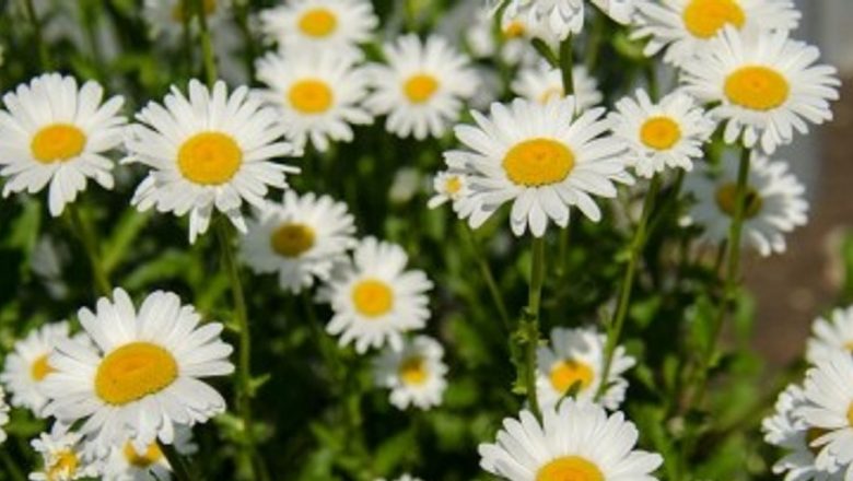 Plante Medicinale cu Efect Calmante: O Aproape Magie a Naturii pentru Stresul Cotidian