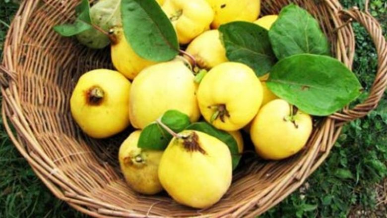Gutuia: Beneficiile Nutriționale și Terapeutice ale Acestui Fruct de Toamnă