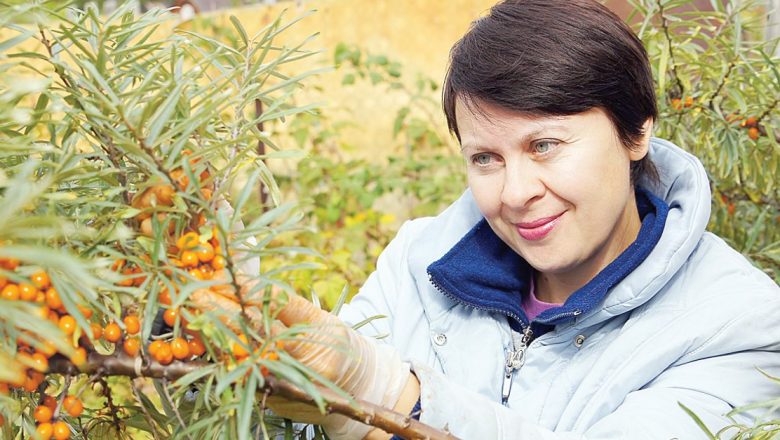 Descoperă Tradițiile și Tehnicile de Păstrare a Cătinei: Beneficii și Metode Eficiente