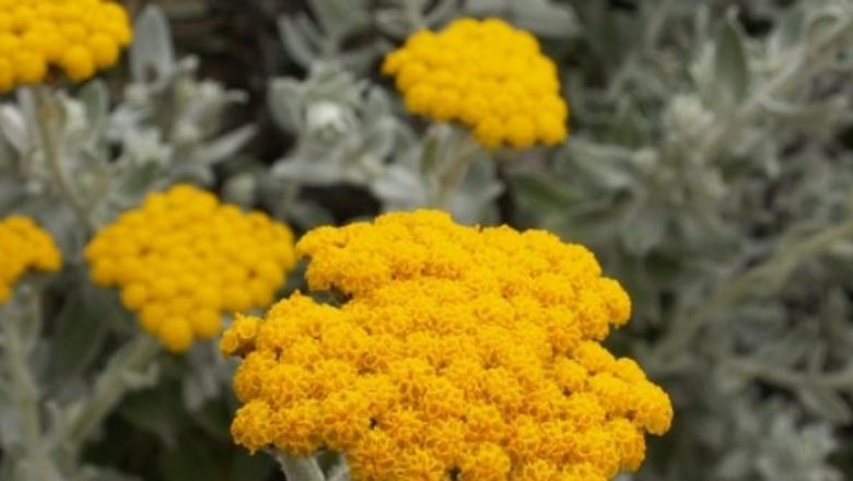 Siminocul: Planta Miraculoasă Ce Promite Sănătate și Longevitate