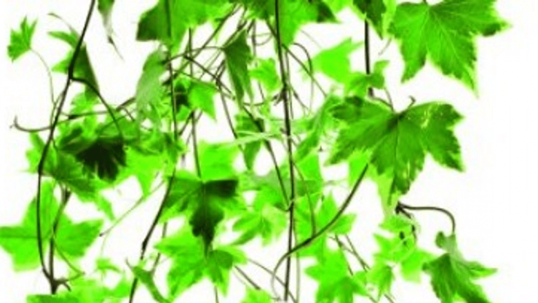 Iedera: Un Remediu Naturist cu Beneficii Incredibile pentru Sănătate