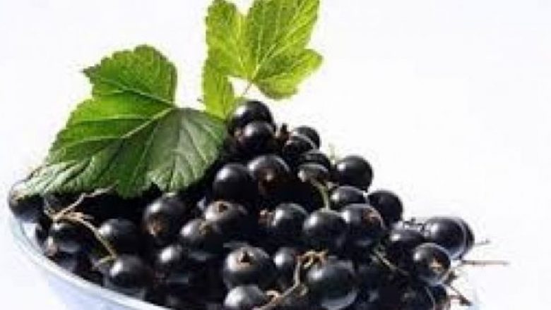 Coacăzul Negru: Superalimentul Care Îmbunătățește Sănătatea și Combate Bolile Moderne