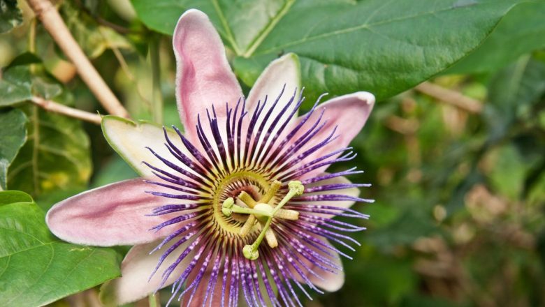 Passiflora: Remediul Natural pentru Insomnie și Alte Afecțiuni