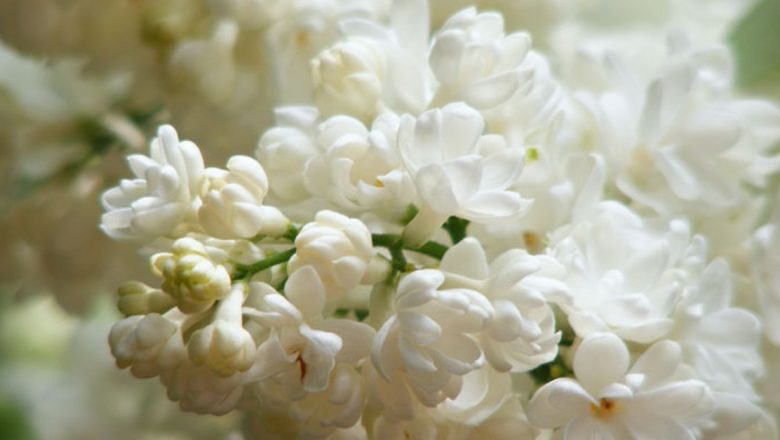 Liliacul Alb: Un Remediu Natural pentru Arsurile Severe – Tradiție și Știință