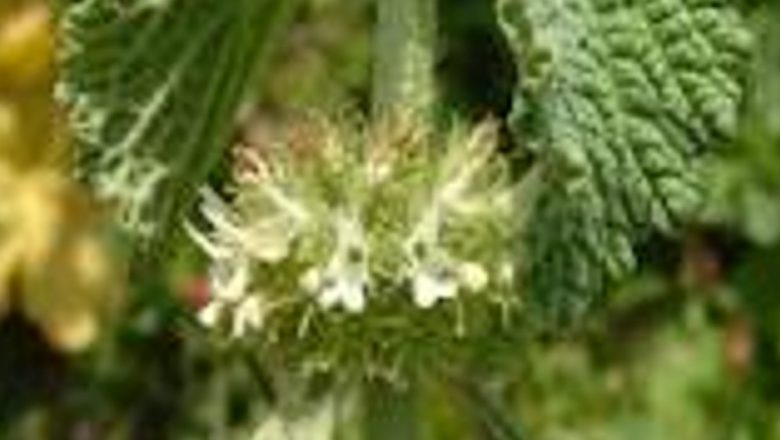 Ungurașul: O Plantă Medicinală cu Beneficii Remarcabile pentru Sănătate