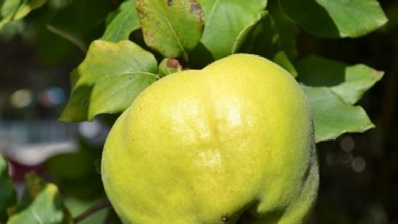 Beneficiile surprinzătoare ale ceaiului din frunze de gutui: un remediu natural cu proprietăți terapeutice