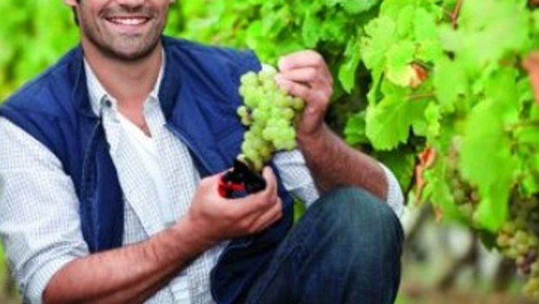 Strugurii: Remediul Natural Neștiut pentru Sănătate și Prevenire
