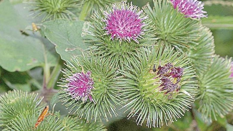 Brusturele: Planta Miraculoasă pentru Detoxifierea Organismului