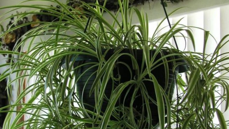 Plante Toxice de Interior: Ce Trebuie să Știm pentru a Ne Proteja Sănătatea