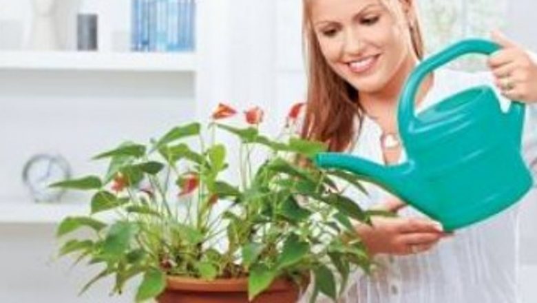 Beneficiile plantelor în menținerea unui aer curat și proaspăt în locuință