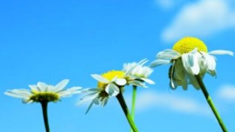 Tratamentele Naturale Eficiente pentru Psoriazis: O Abordare Holistică