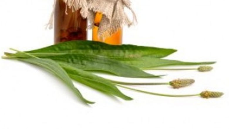 Pătlagina: Remediul Natural pentru Tuse și Nu Numai – Beneficiile Ascunse ale Această Plante Medicinală