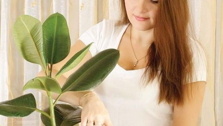 Beneficiile Plantelor în Aerisirea Spațiului: Soluții Naturale pentru Un Aer Curat
