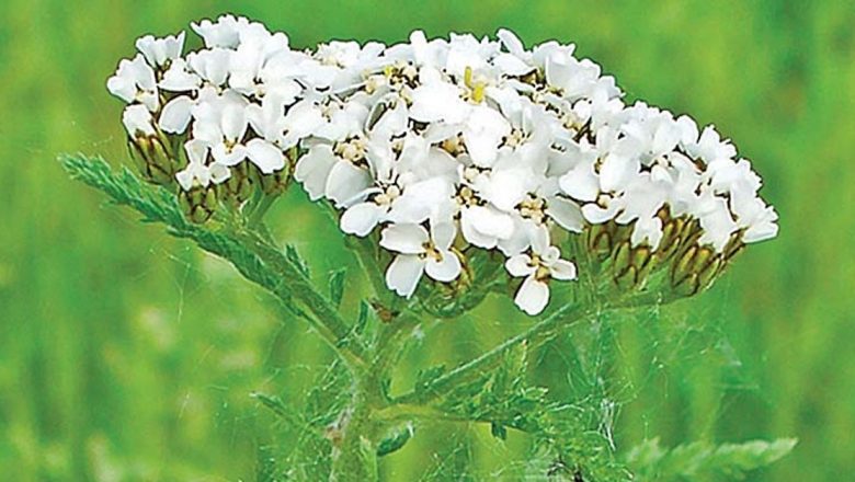 Beneficiile Cozii-Șoricelului pentru Sănătatea Stomacului: O Analiză Detaliată a Remediului Natural
