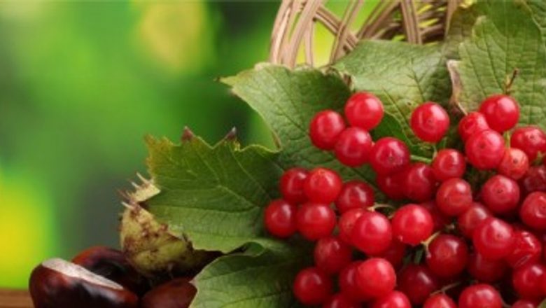 Remedii Naturale pentru Infecțiile Urinare: Plantele Care Fac Minuni