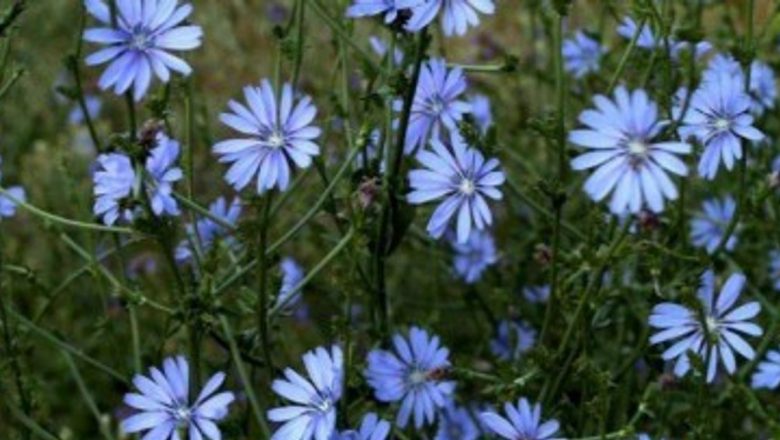 Cicoarea: Rădăcina cu Beneficii Remarcabile pentru Sănătate