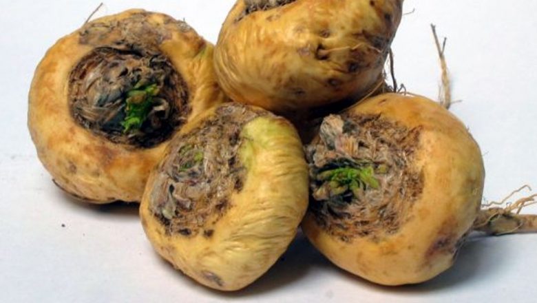 Rădăcina de Maca: Soluția Naturală pentru Problemele Erectile și Impotența Masculină