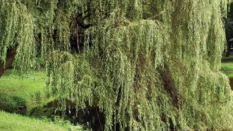 Scoarţa de salcie albă: O alternativă naturală cu beneficii remarcabile pentru sănătate