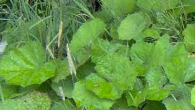 Potbalul: O Plante Medicinală Din Antichitate cu Beneficii Remarcabile pentru Sănătate