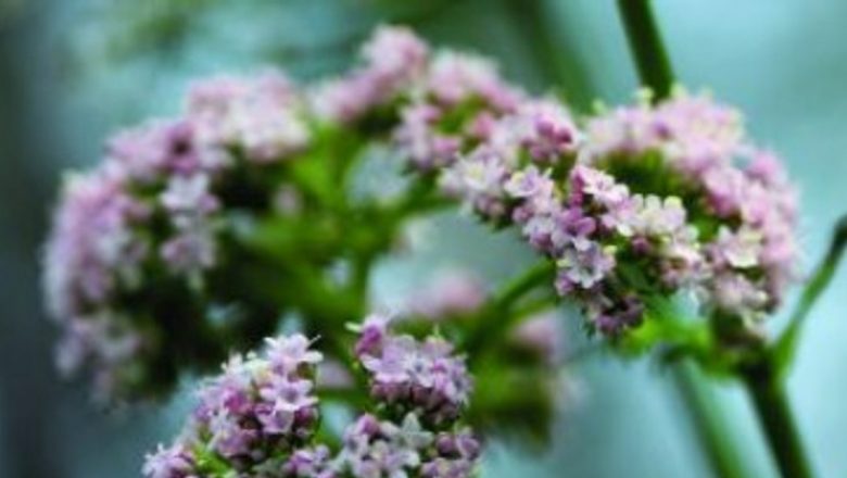 Valeriana: Planta care aduce relaxarea și echilibrul în viața noastră