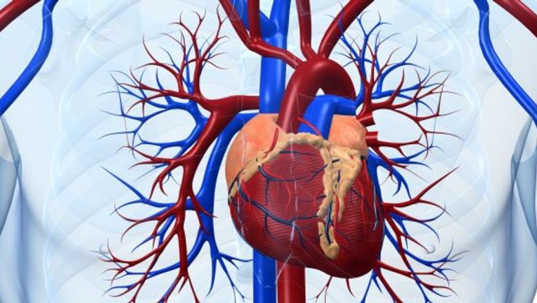 Coenzima Q10: Substanța Vitală pentru Sănătatea Inimii și Reducerea Riscului de Deces