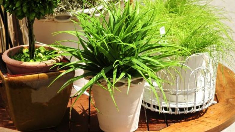 Plantele de Apartament: Soluții Naturale pentru Un Somn Odihnitor
