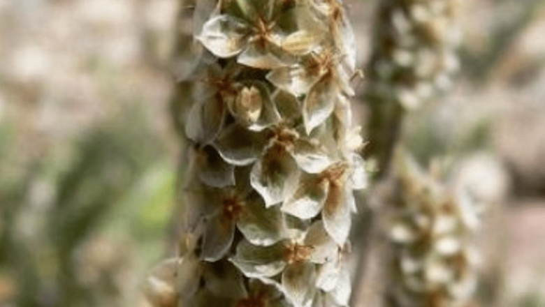 Tărâţele de Psyllium: Beneficii Esenţiale pentru Sănătatea Digestivă şi Prevenirea Bolilor