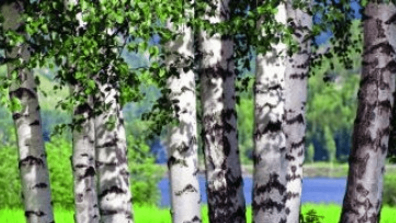 Remedii Naturale pentru Curățarea Arterelor: O Analiză Detaliată a Soluțiilor Naturiste pentru Reducerea Colesterolului