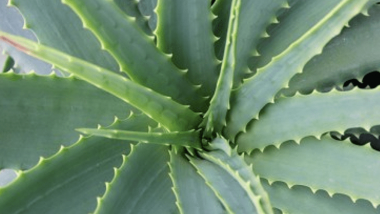 Beneficiile și prepararea cremei de aloe vera făcută în casă: O soluție naturală pentru sănătate și frumusețe