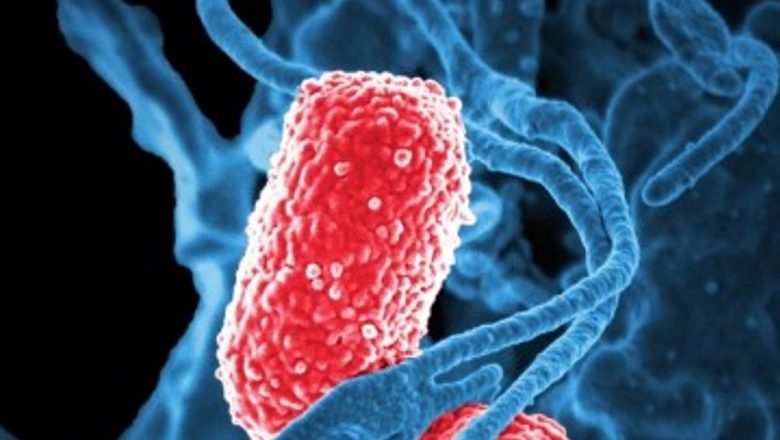 E. coli: O privire detaliată asupra bacteriei care amenință sănătatea publică din România