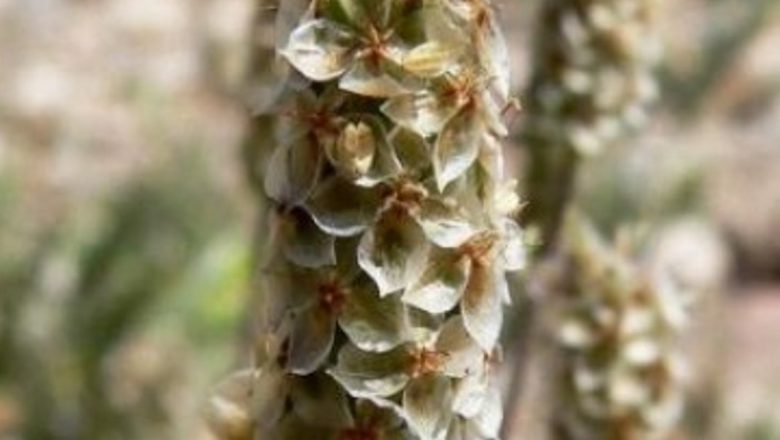 Tărâţele de Psyllium: Superalimentul Care Îmbunătăţeşte Sănătatea Intestinală și Previene Bolile