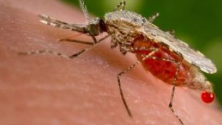 Pericolele Ascunse Ale Gândacilor de Bucătărie: Ce Boli Pot Transmite și Cum Ne Pot Afecta Sănătatea