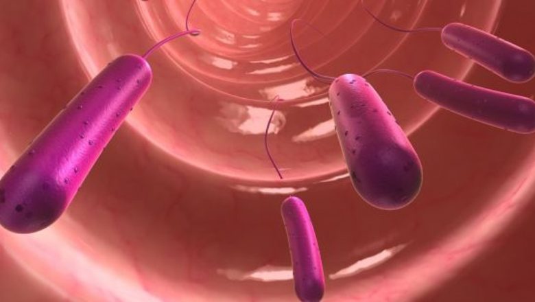 E. Coli: O Analiză Detaliată a Bacteriei care A Provocat Îngrijorare în România